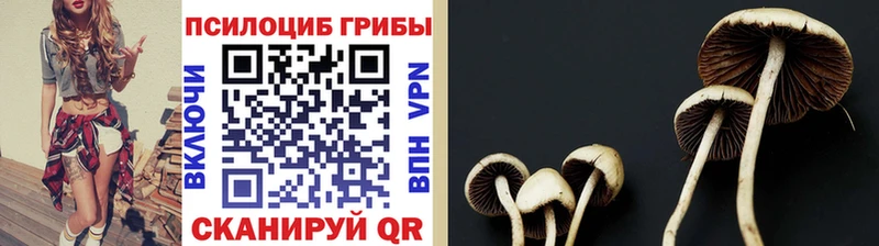 omg маркетплейс Инсар Галлюциногенные грибы мицелий